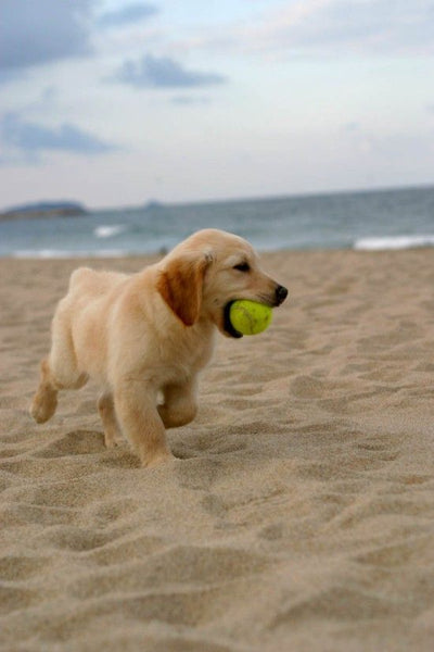 Why Toys Are Essential for Your Dog – Especially When They're Left Alone
