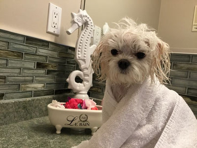 Why Neglecting Your Dog’s Hygiene Can Be Dangerous