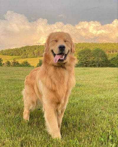 The Importance of Your Dog’s Mental Health – And How You Can Support It